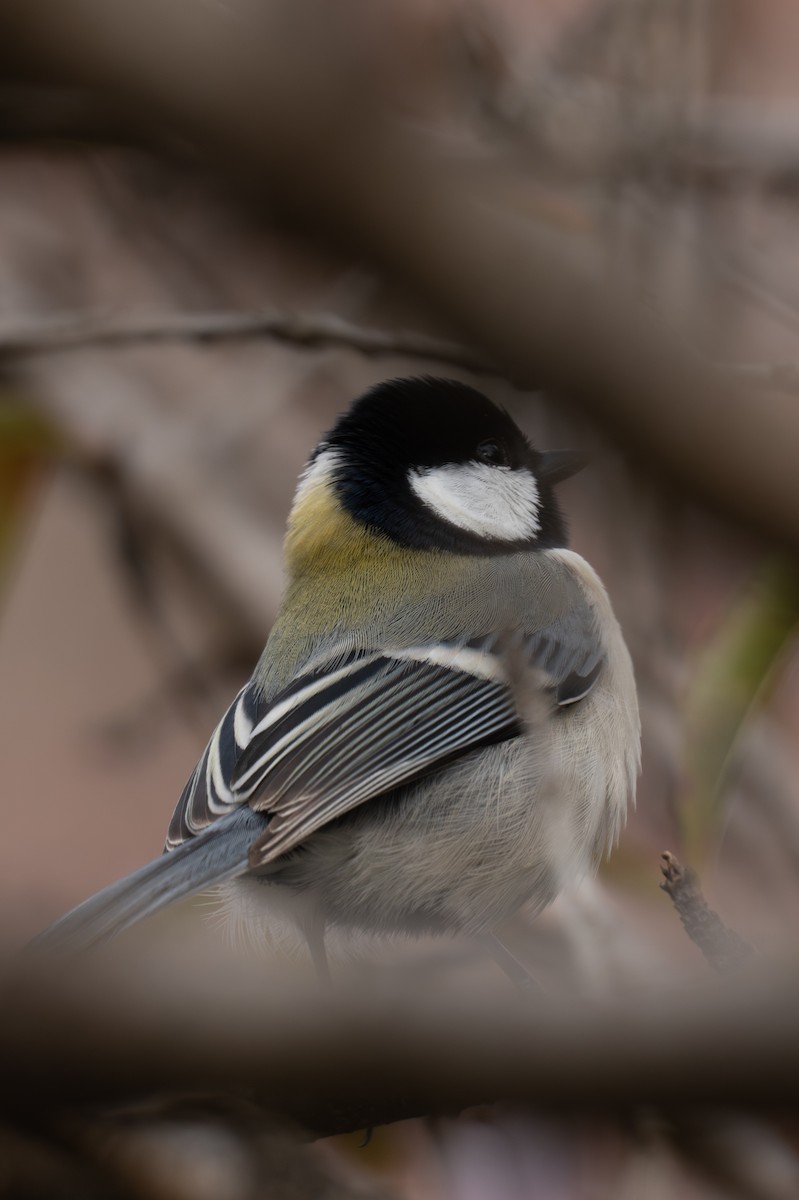 シジュウカラ - ML646519673