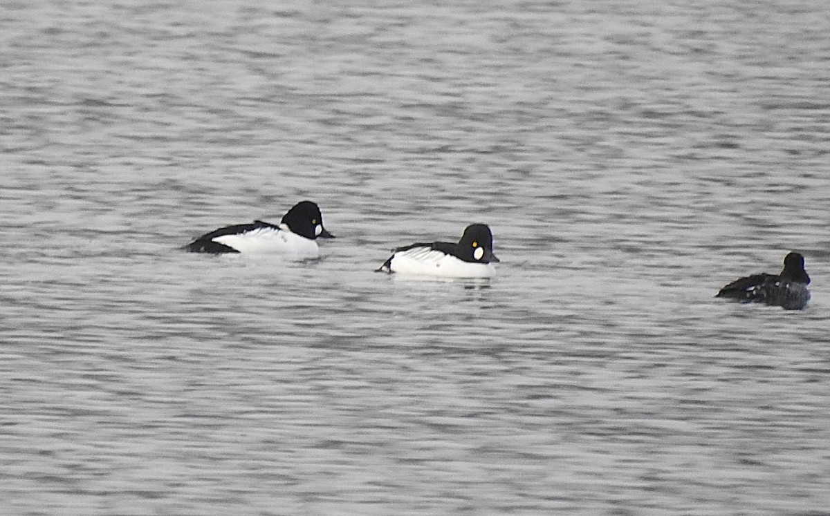 hohol severní - ML646519674