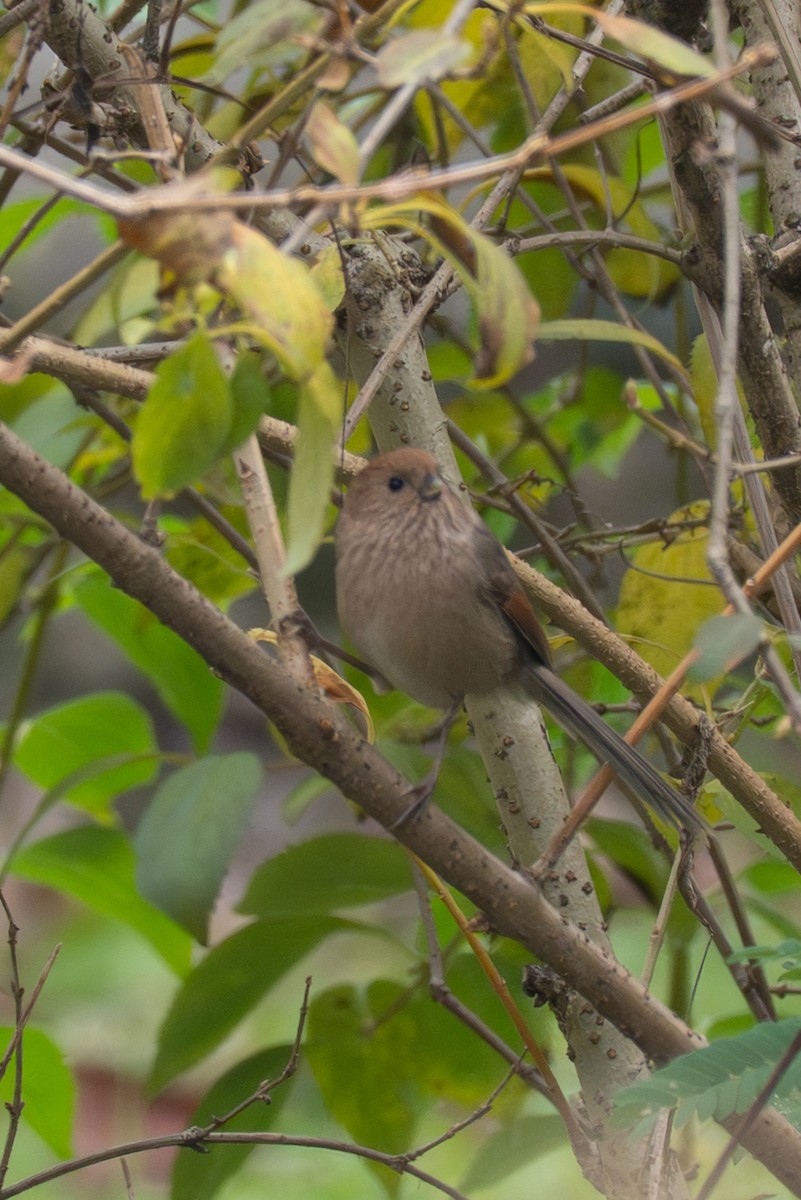 ダルマエナガ - ML646519680