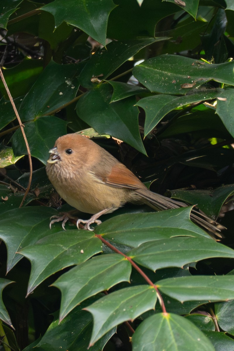 ダルマエナガ - ML646519681