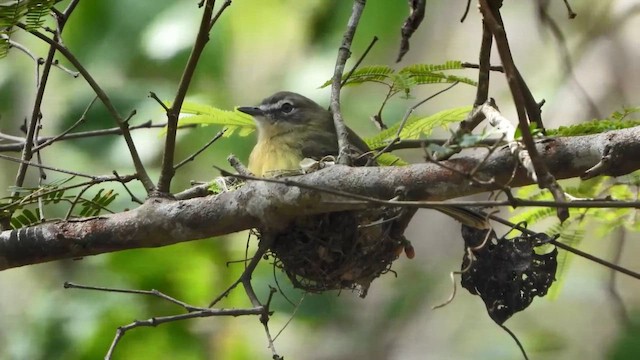 Pale-tipped Tyrannulet - ML646519682
