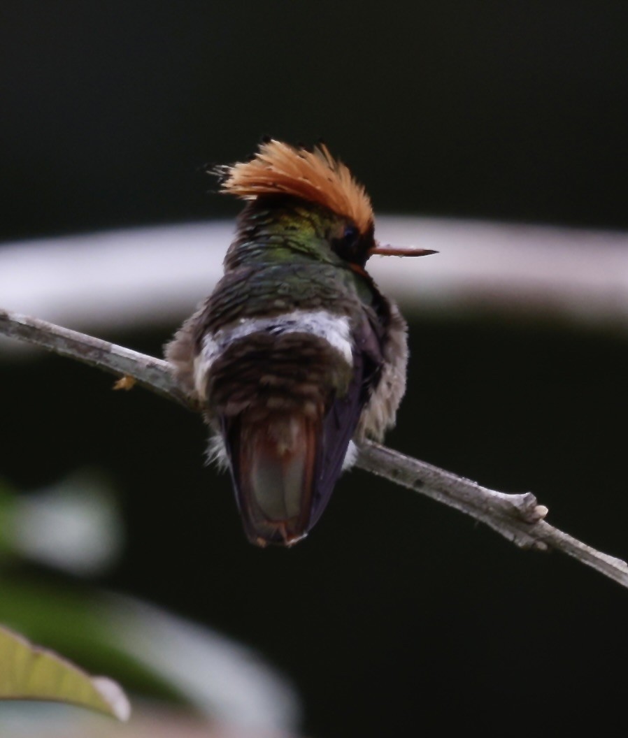 Spangled Coquette - ML646519684