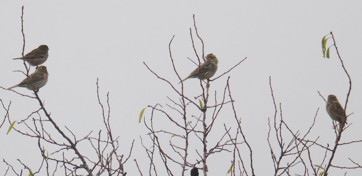 ハタホオジロ - ML646519690