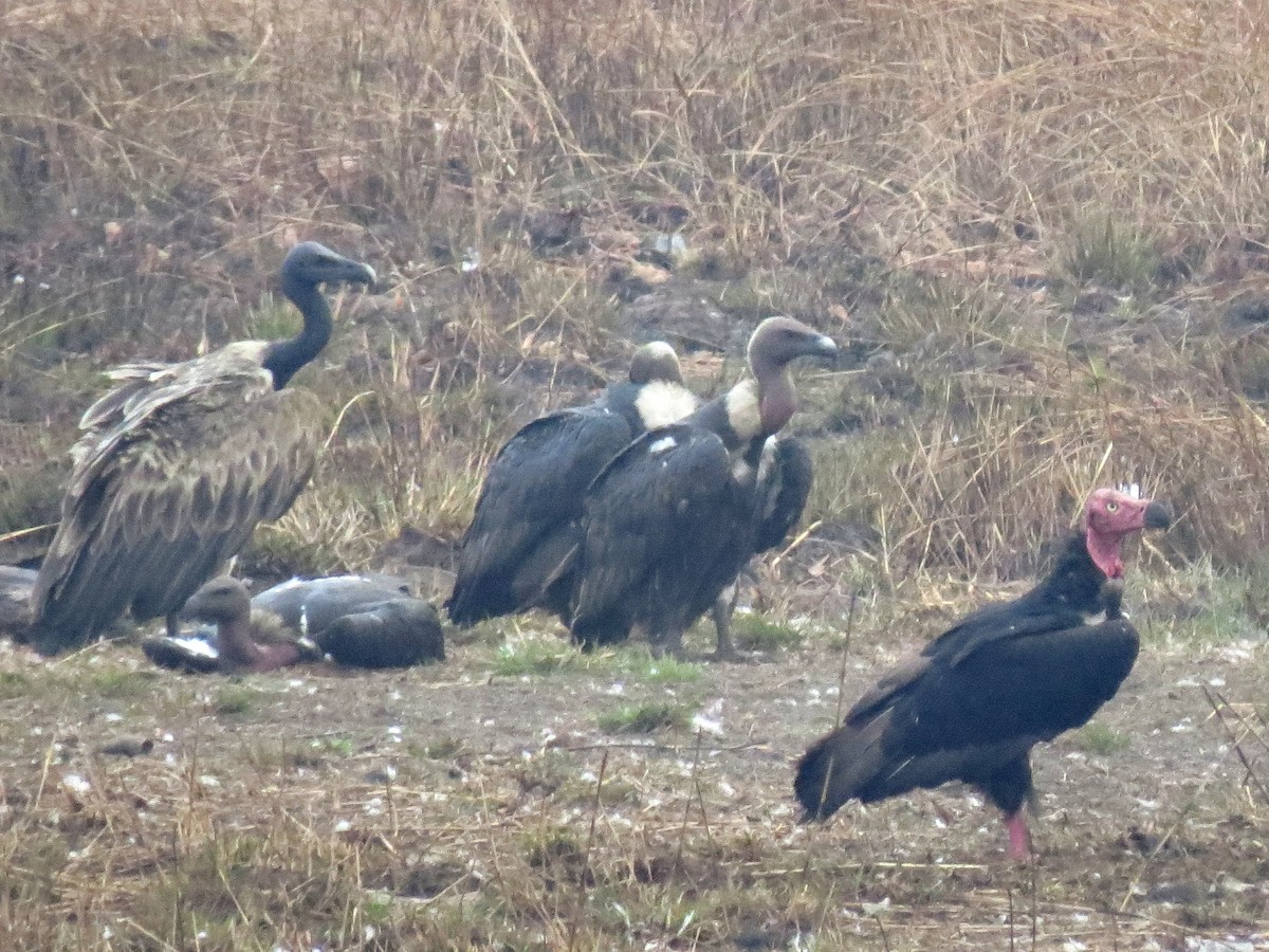 sup bengálský - ML646519696