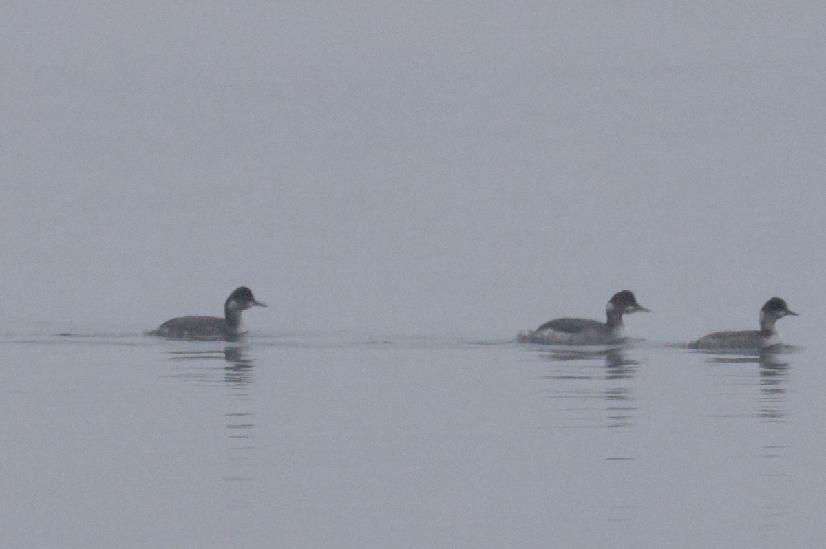 Grèbe à cou noir - ML646519700