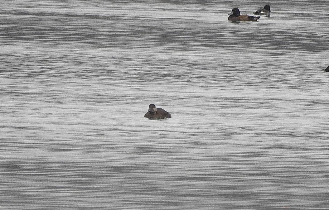 Common Scoter - ML646519708