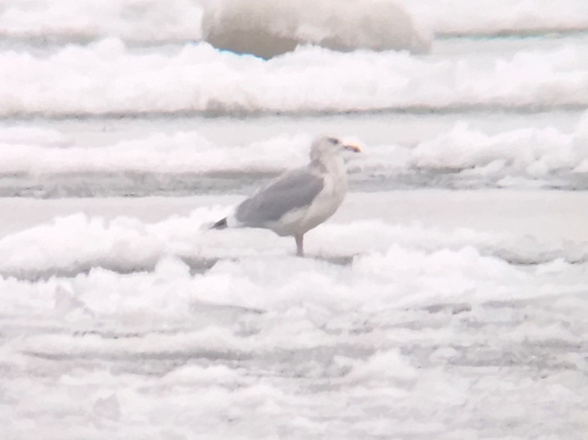 American Herring Gull - ML646519710