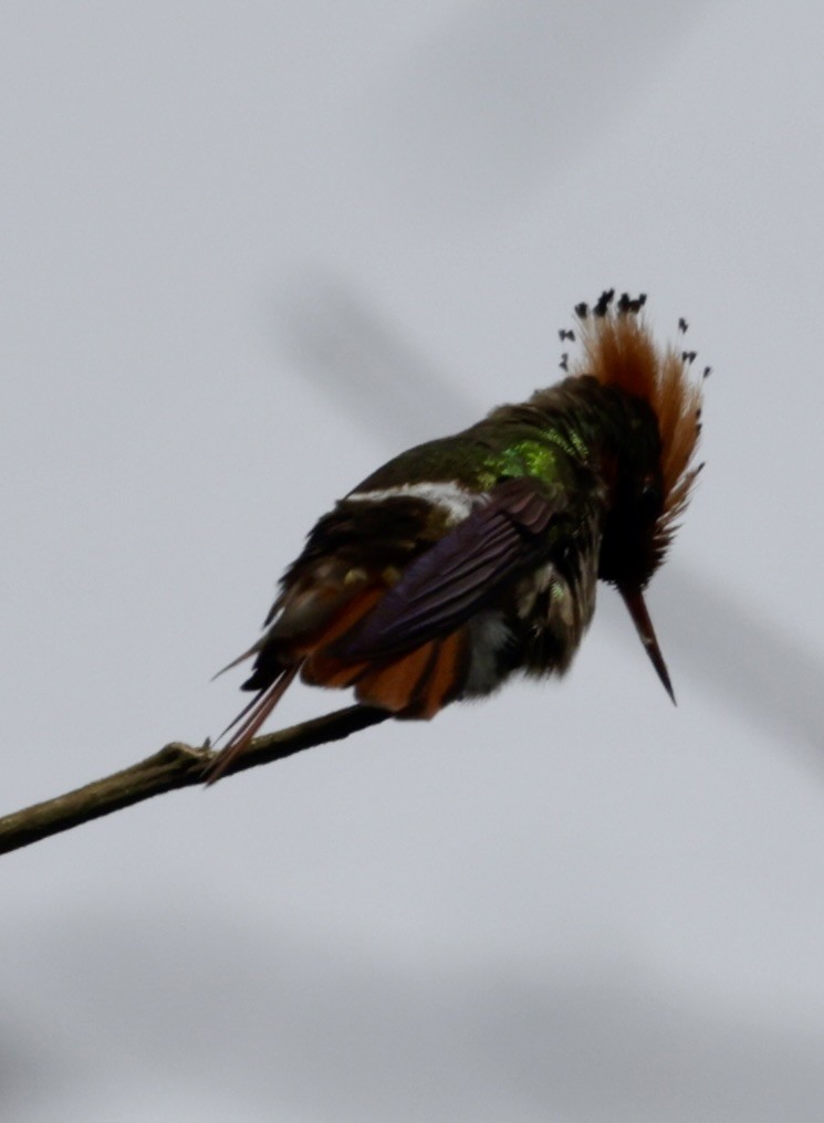 Spangled Coquette - ML646519712