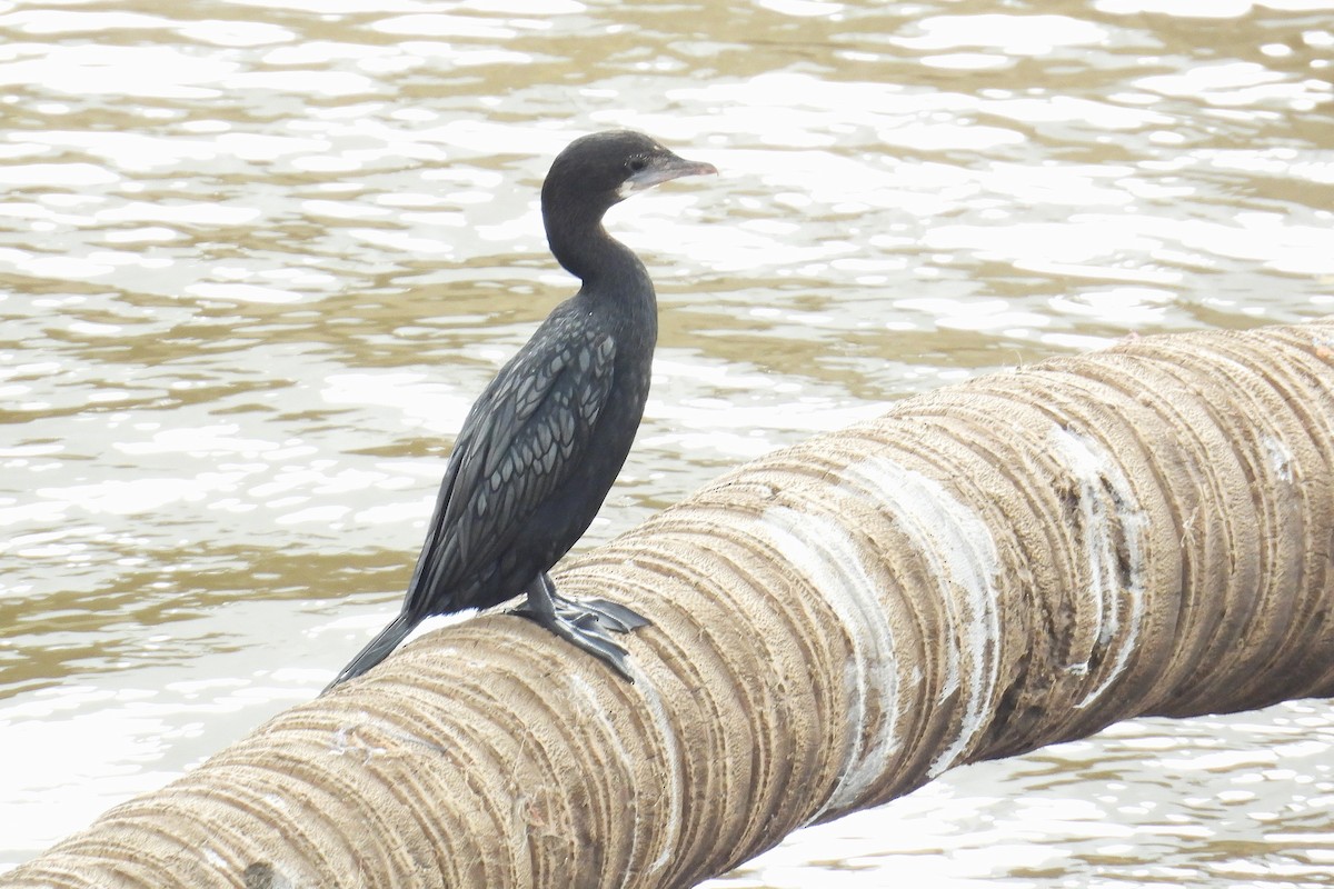 orientdvergskarv - ML646519713