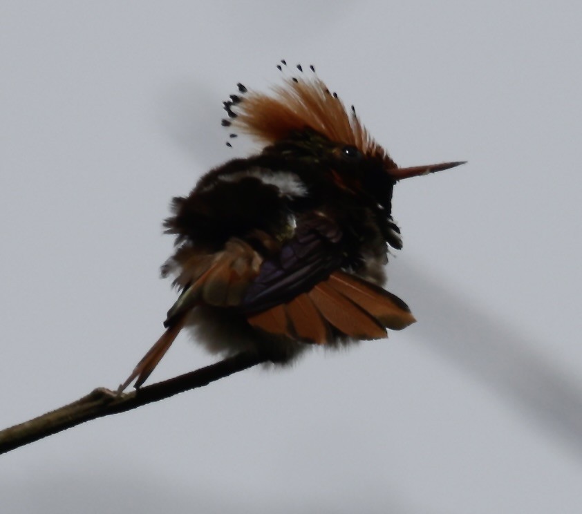 Spangled Coquette - ML646519715