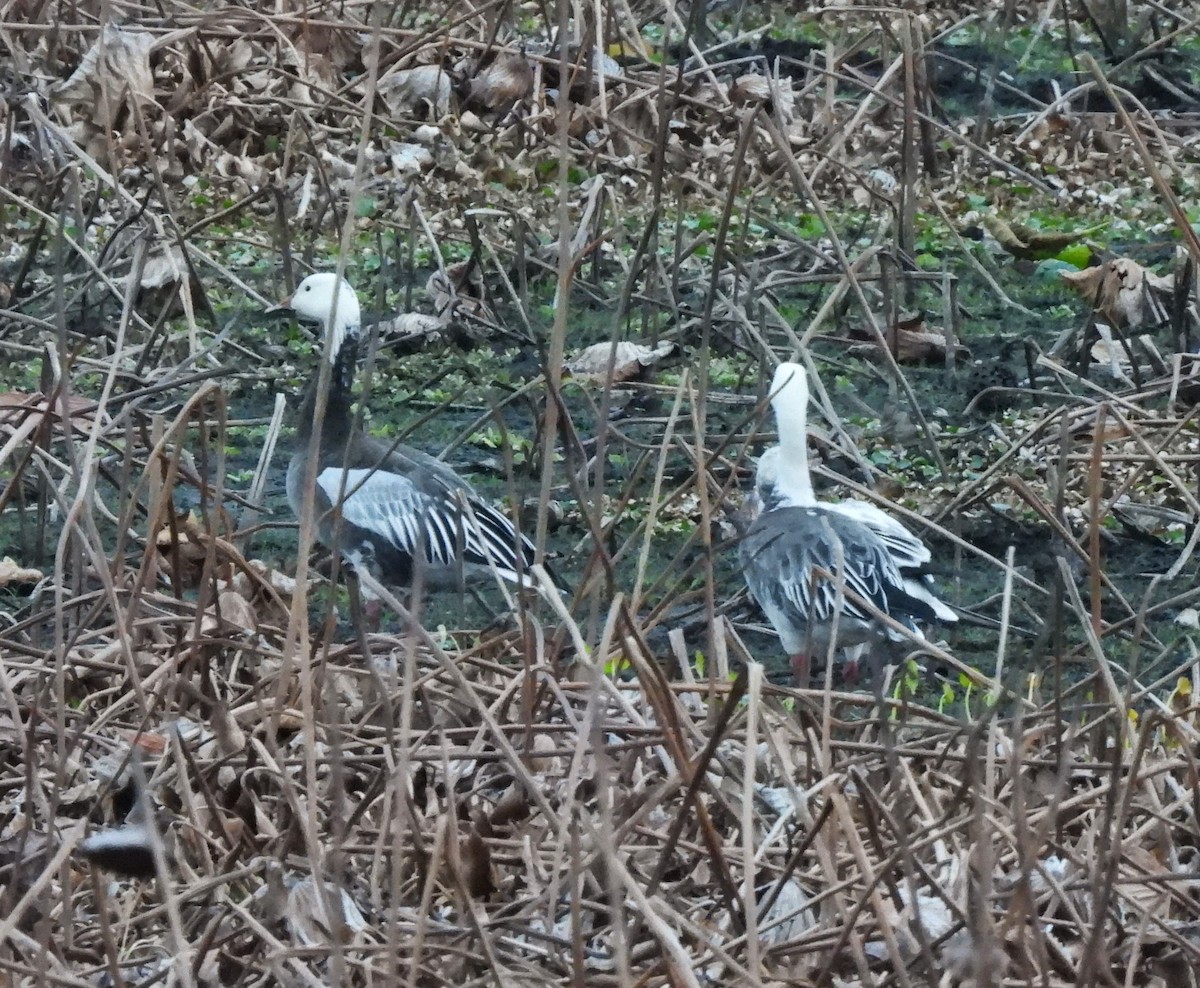 Snow Goose - ML646519717