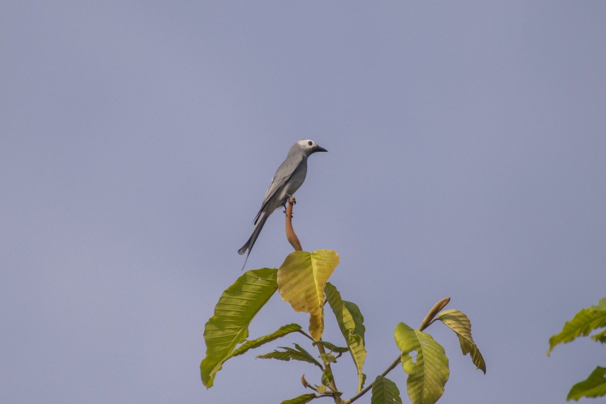 Ashy Drongo (Hainan/White-cheeked/White-lored) - ML646519718