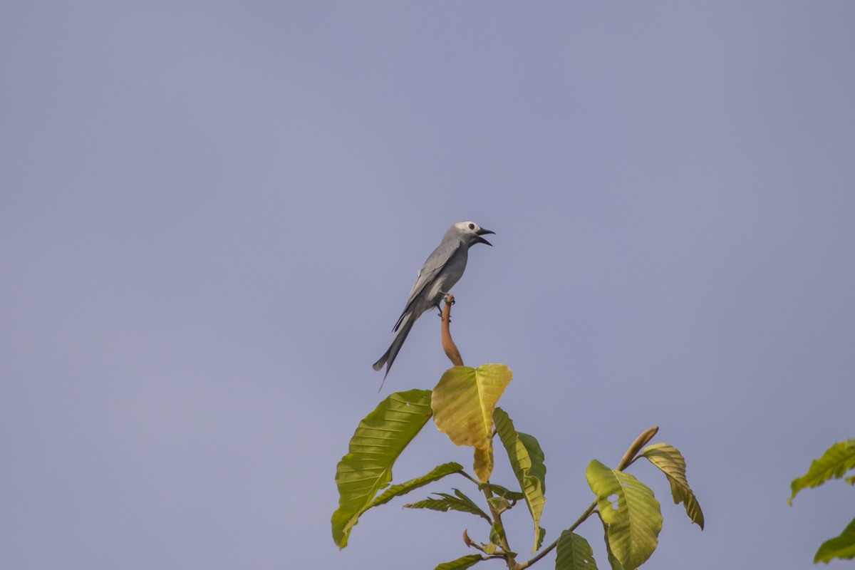 Ashy Drongo (Hainan/White-cheeked/White-lored) - ML646519719