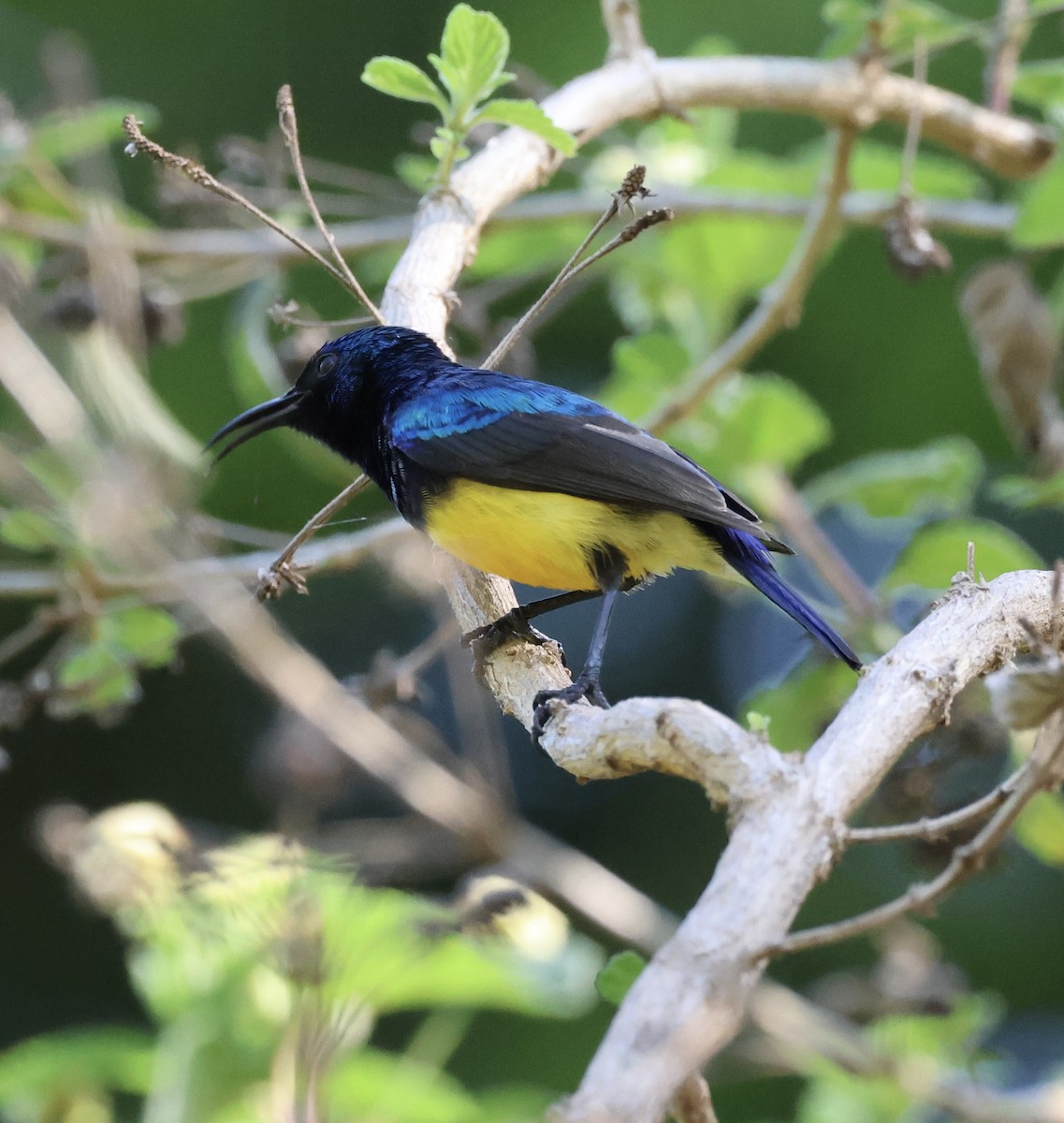 Variable Sunbird - ML646519720