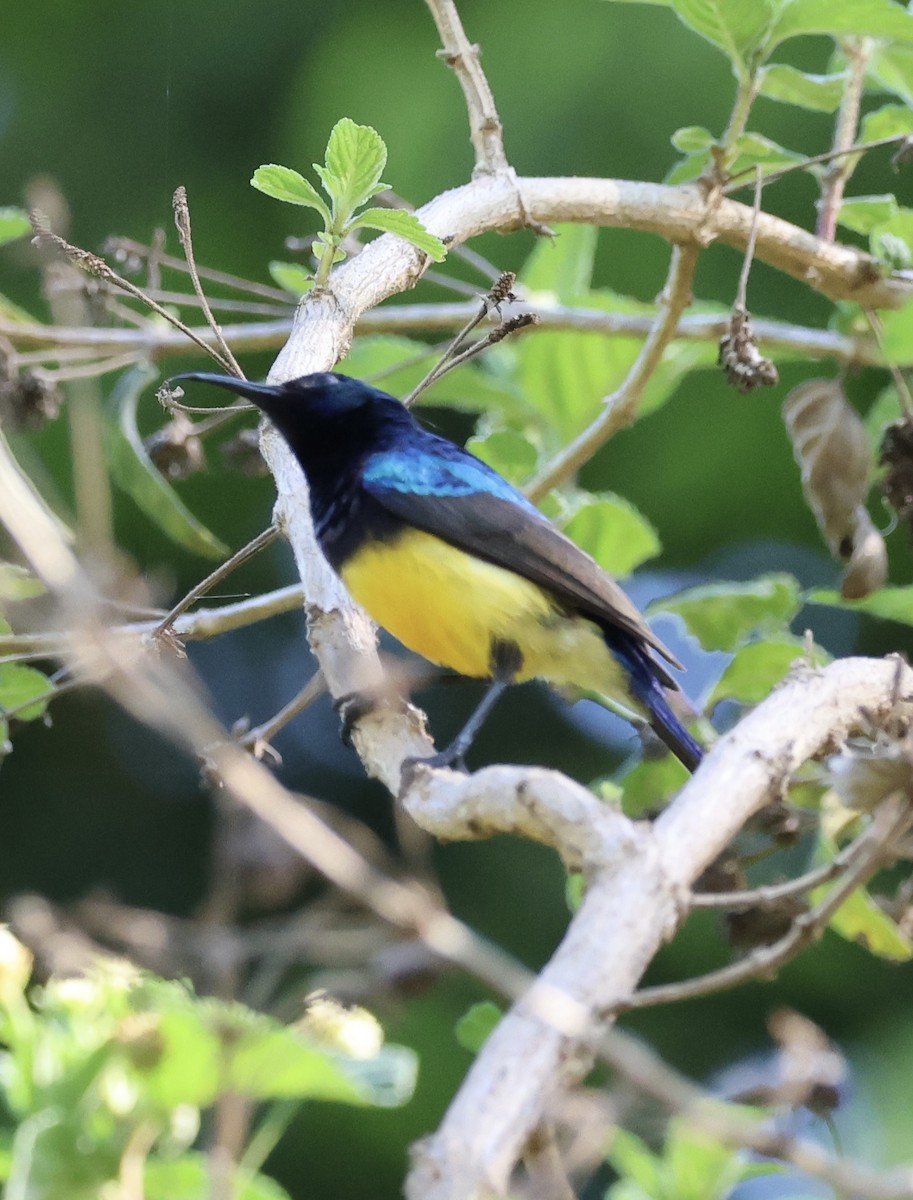 Variable Sunbird - ML646519721