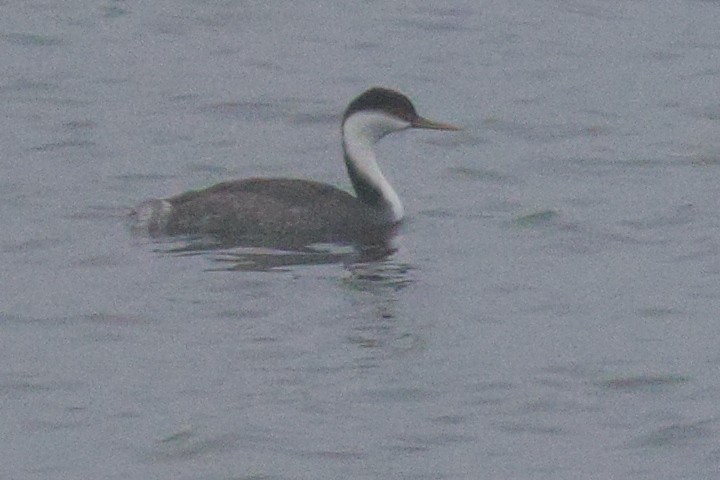 İnce Gagalı Batağan - ML646519722