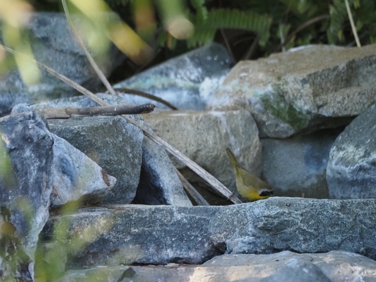 Common Yellowthroat - ML646519723