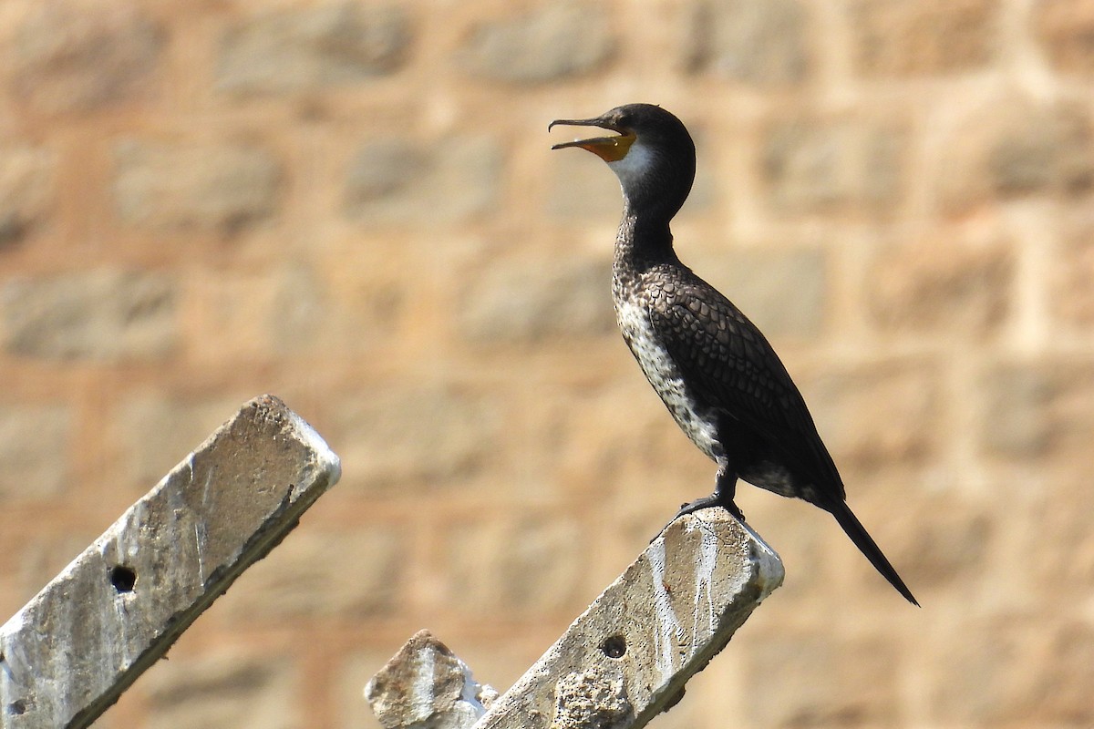 bengalskarv - ML646519724