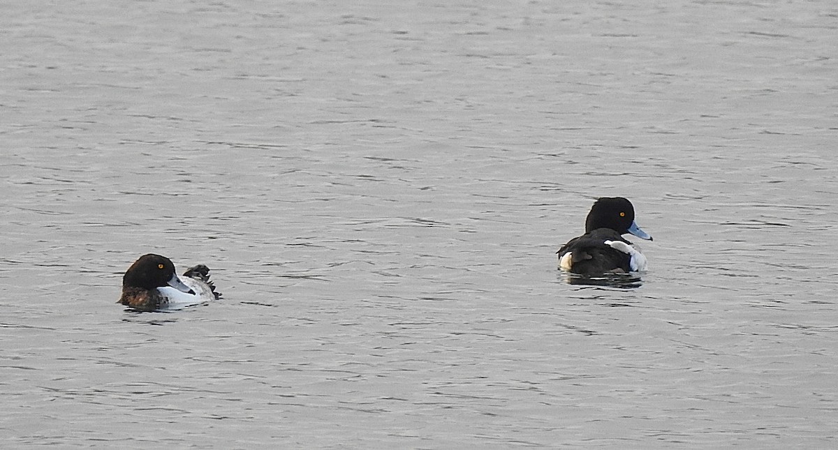 polák chocholačka - ML646519727