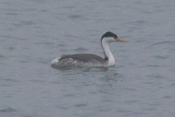 Clark's Grebe - ML646519728