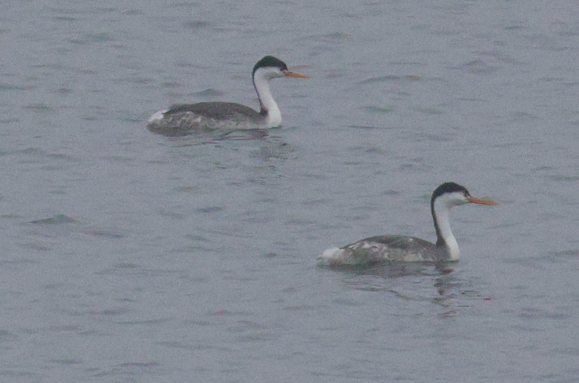 Clark's Grebe - ML646519729