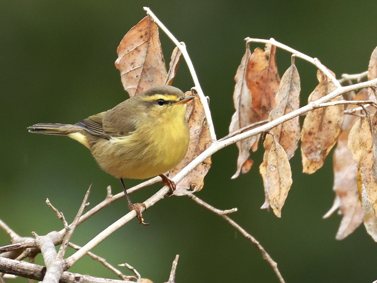 Tickell Çıvgını - ML646519730