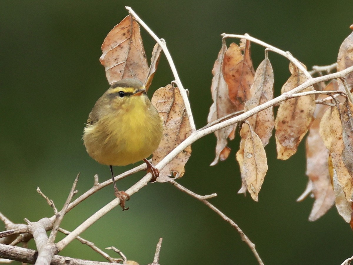 Tickell Çıvgını - ML646519731