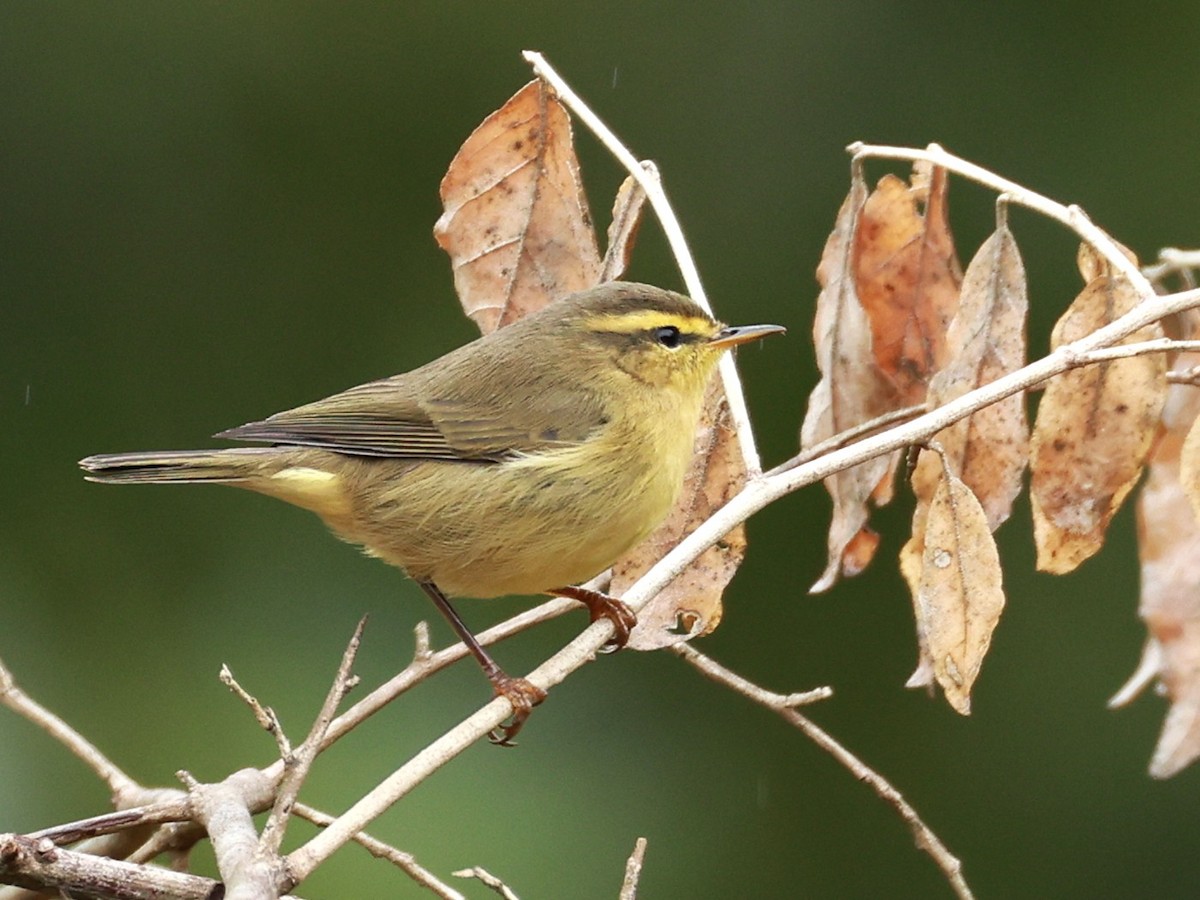 Tickell Çıvgını - ML646519732