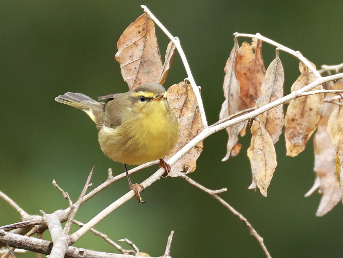 Tickell Çıvgını - ML646519733