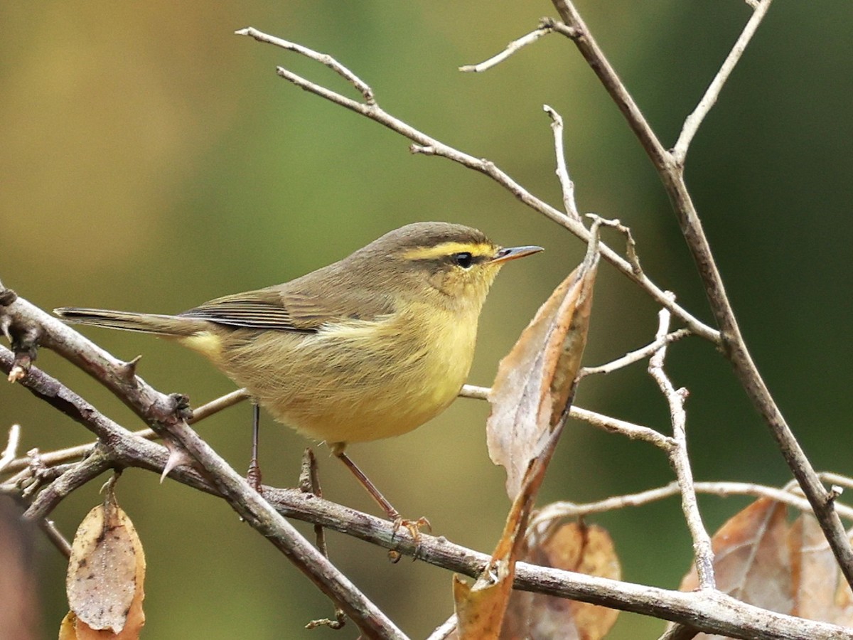 Tickell Çıvgını - ML646519734