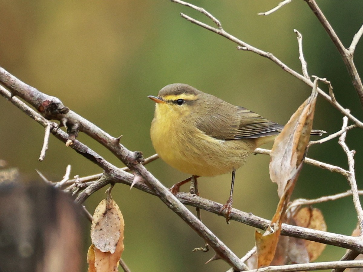 Tickell Çıvgını - ML646519735