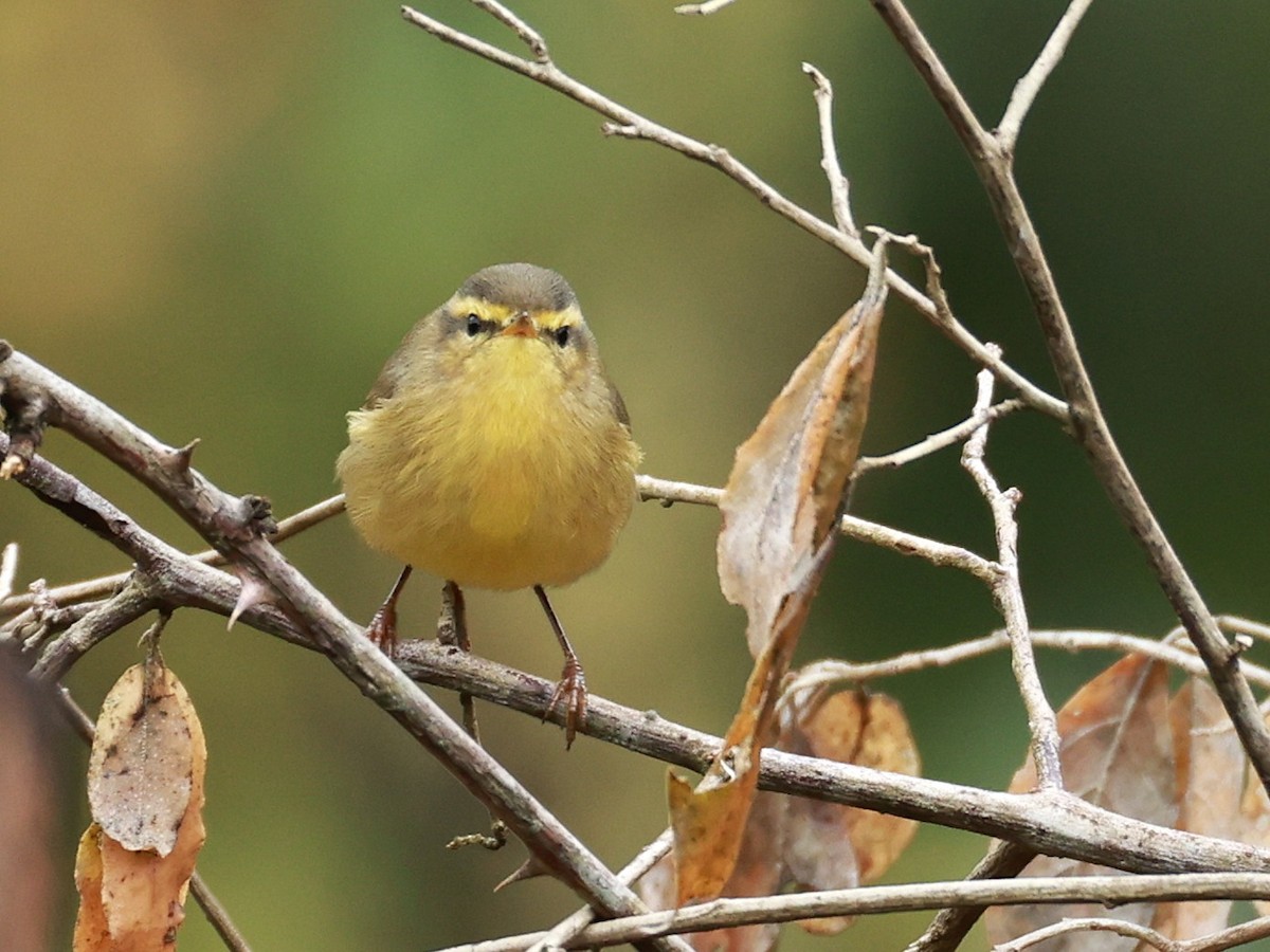 Tickell Çıvgını - ML646519736