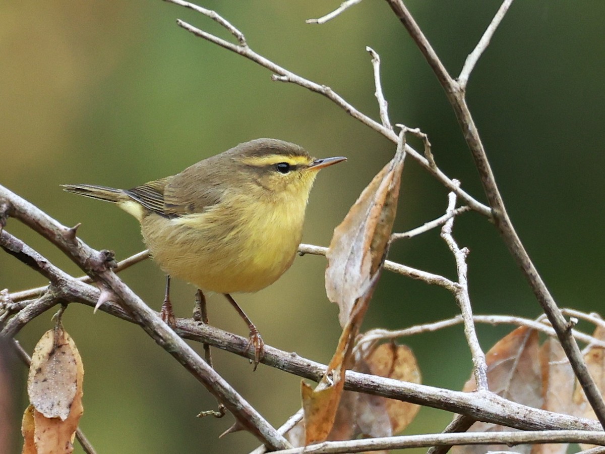 Tickell Çıvgını - ML646519737