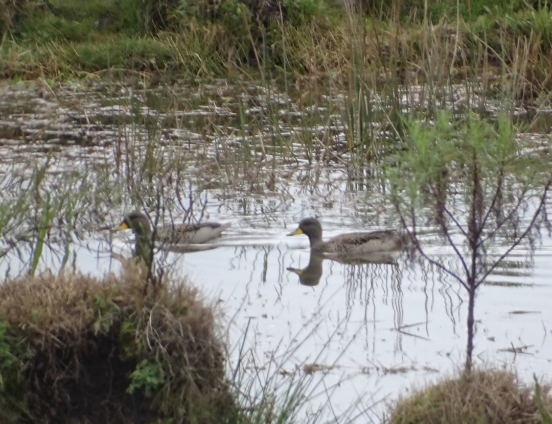 Yellow-billed Teal - ML646519738