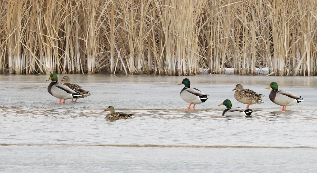 Mallard - ML646519762