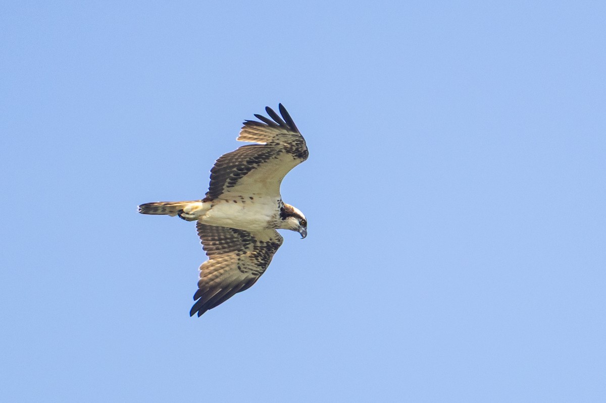 Osprey - ML646519763