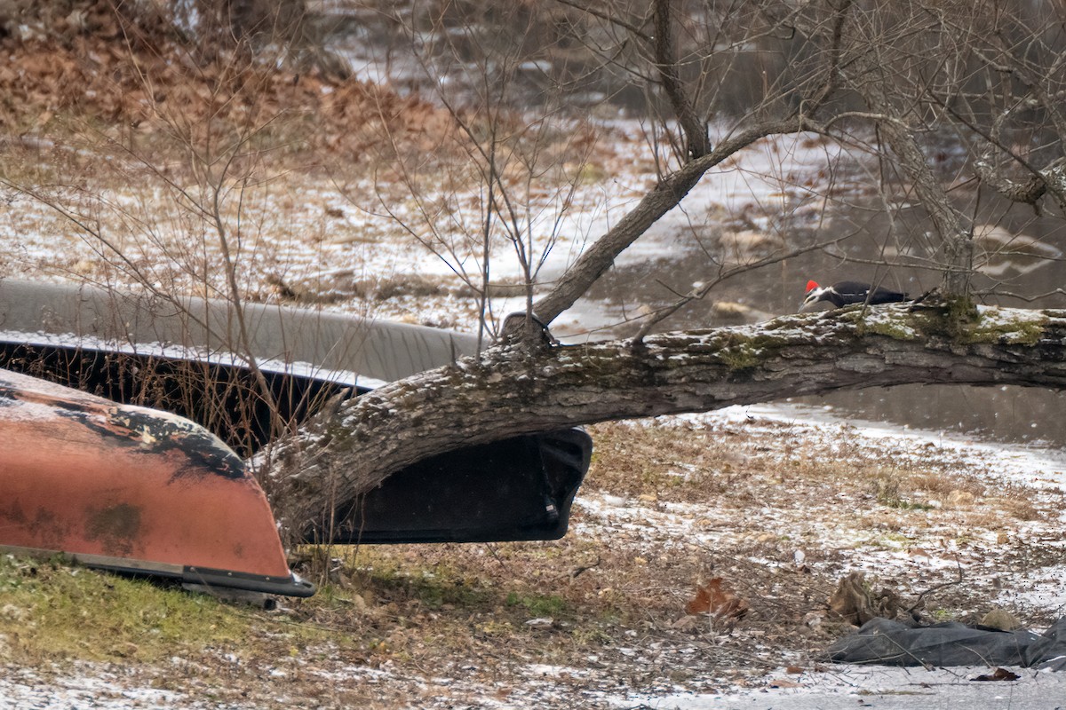 Pileated Woodpecker - ML646519764