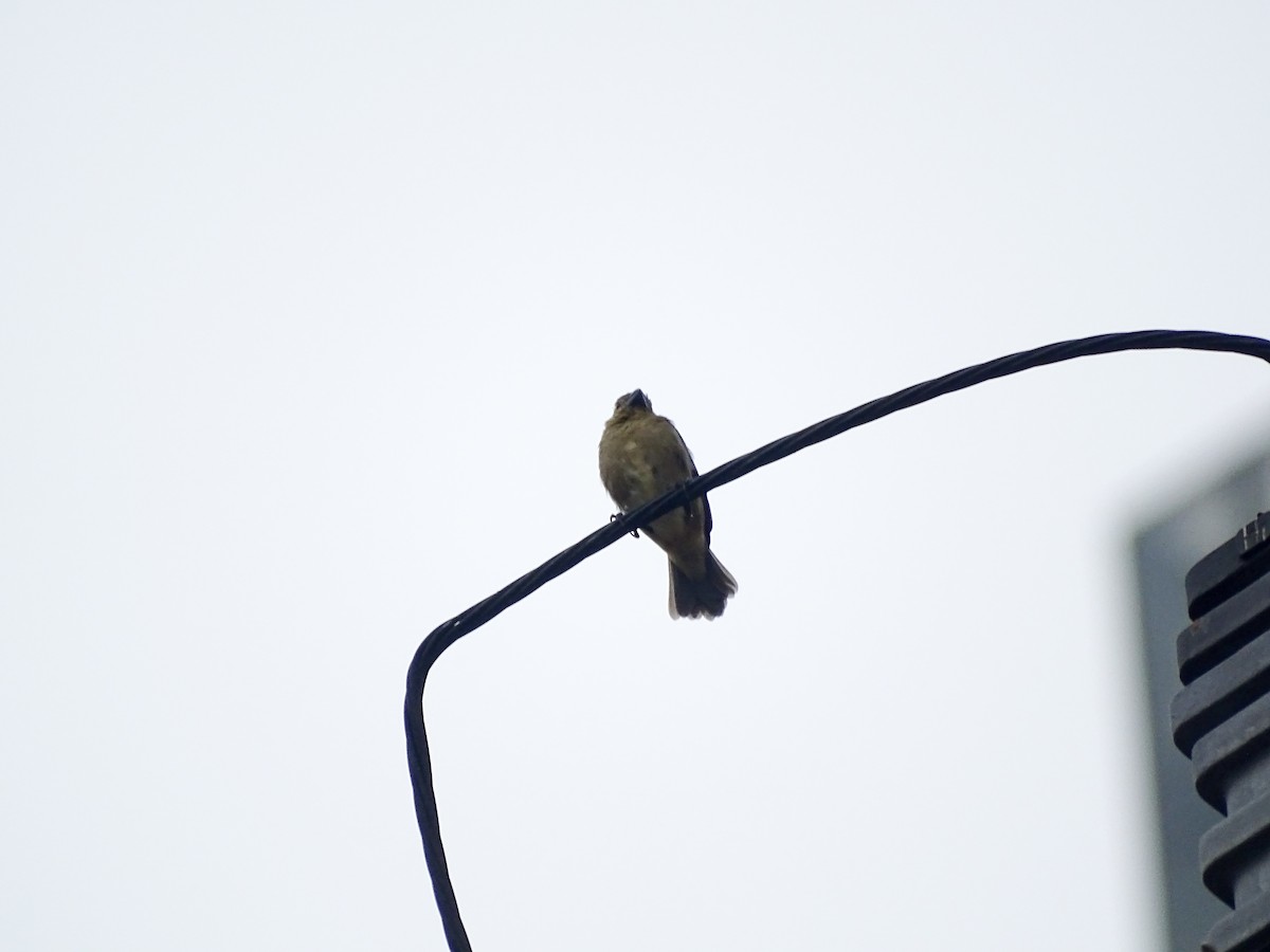 Variable Seedeater - ML646519765