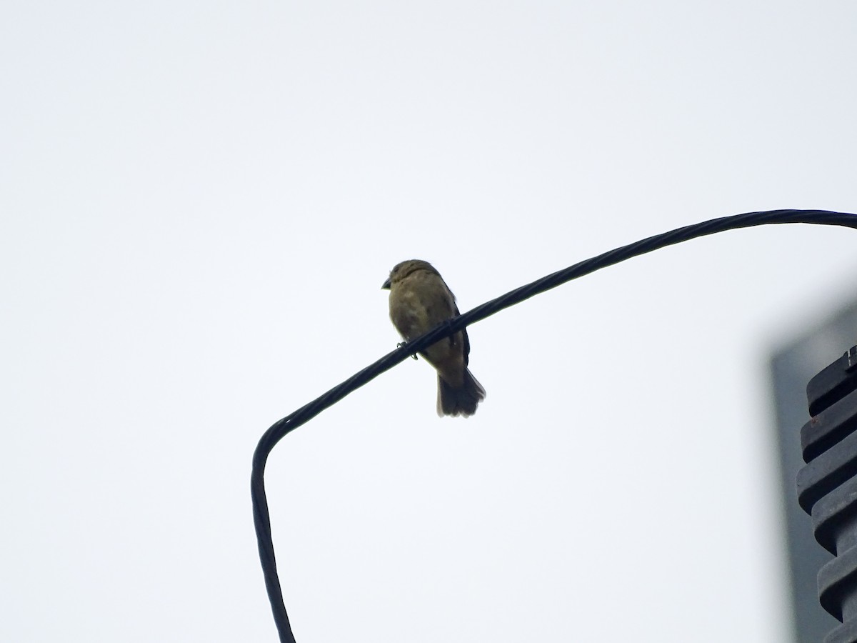 Variable Seedeater - ML646519766