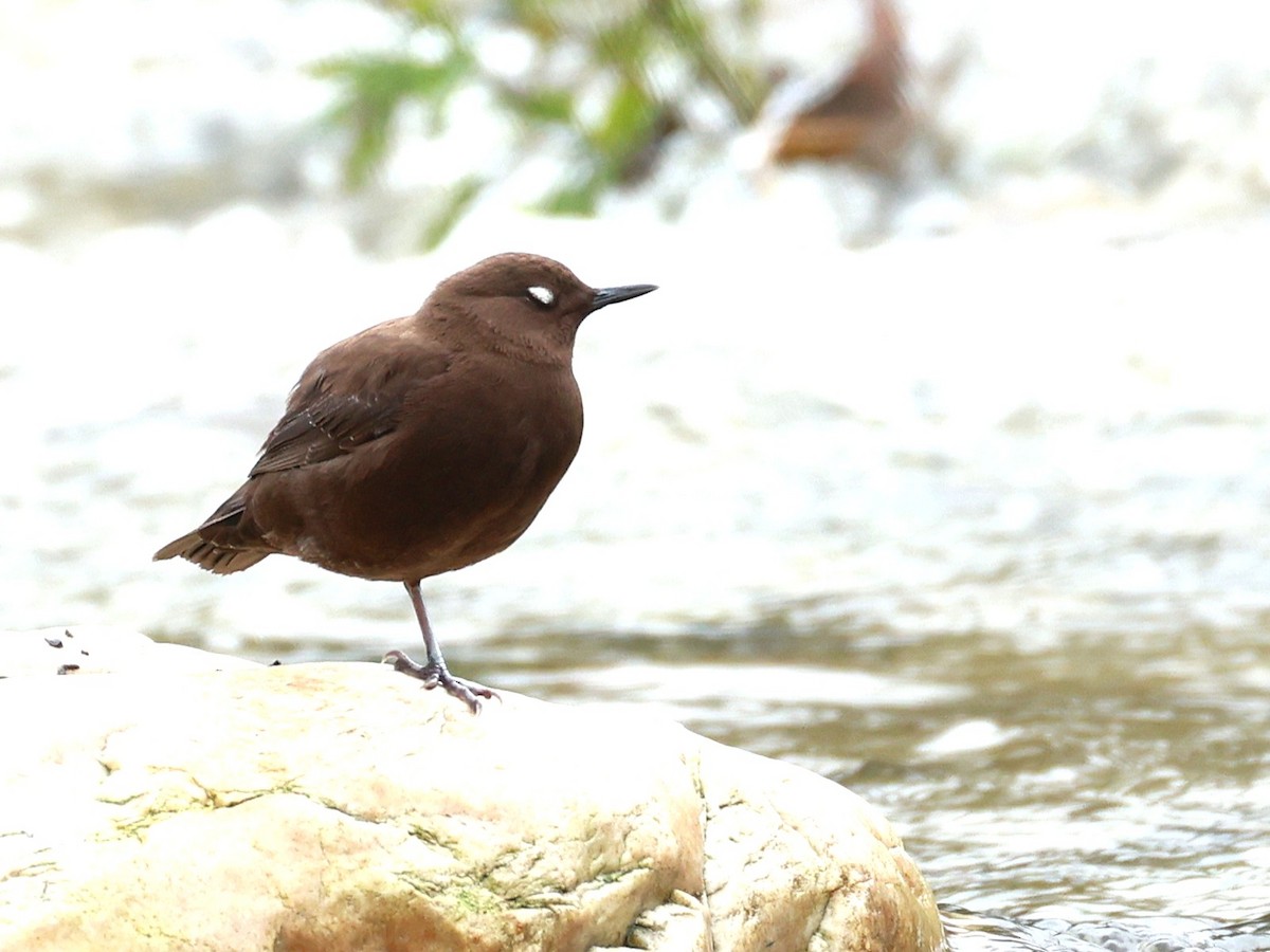 Brown Dipper - ML646519779