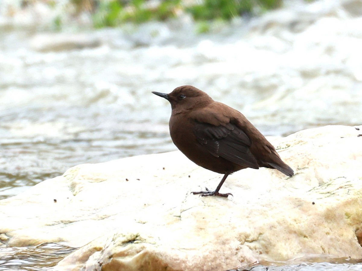 Brown Dipper - ML646519783