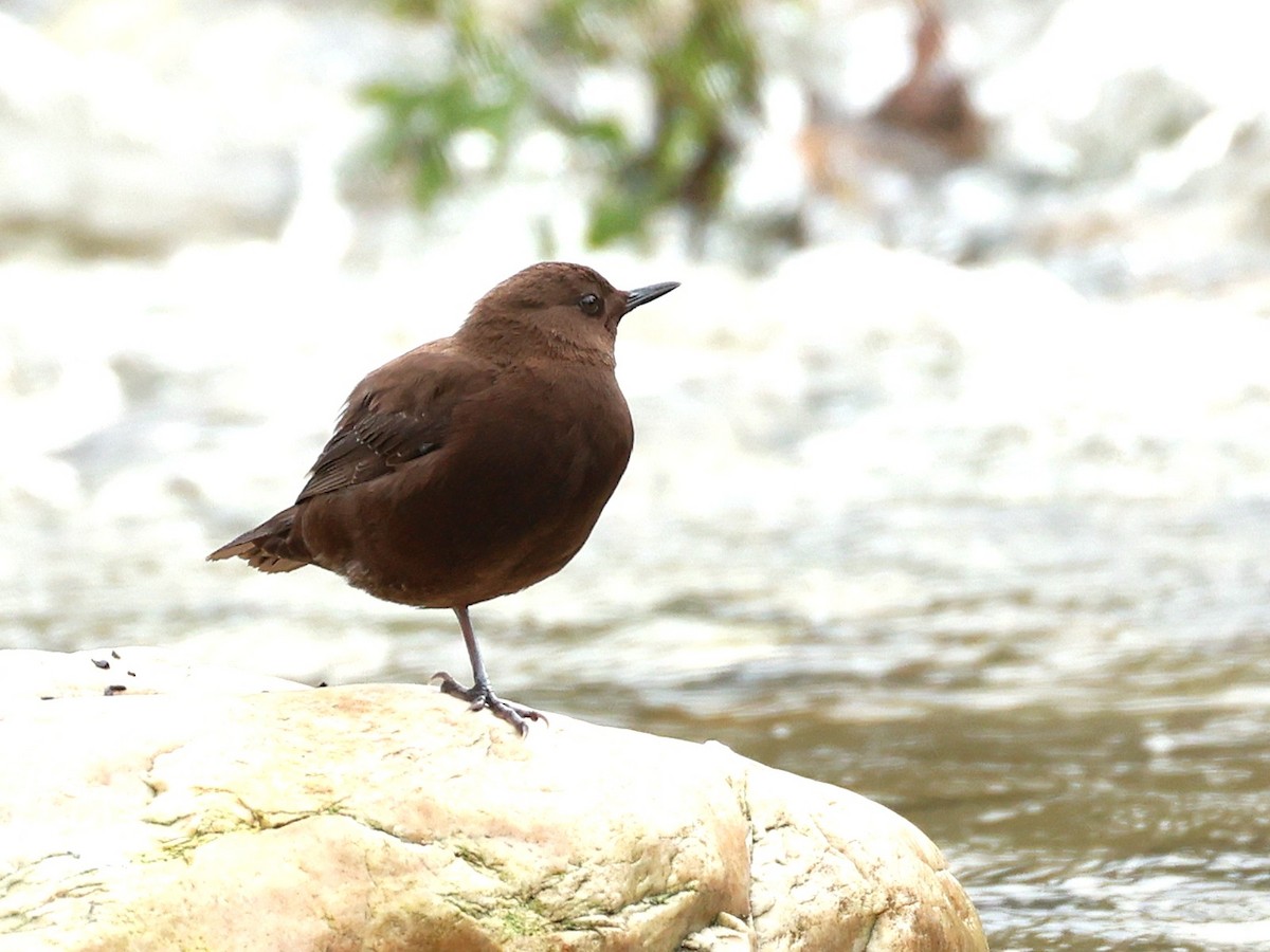 Brown Dipper - ML646519786