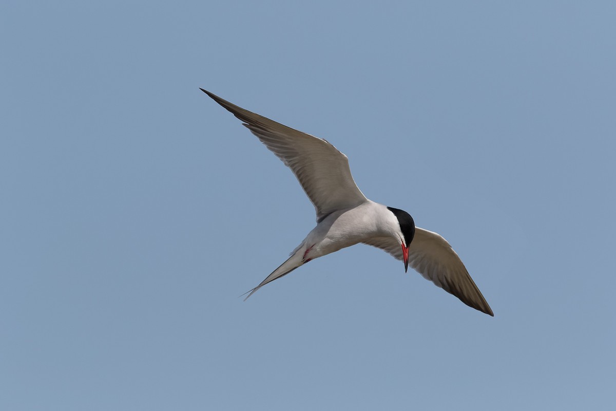 Common Tern - ML646519789
