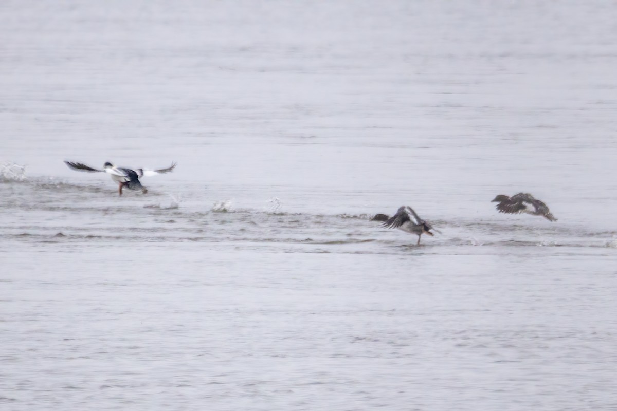 Common Goldeneye - ML646519790