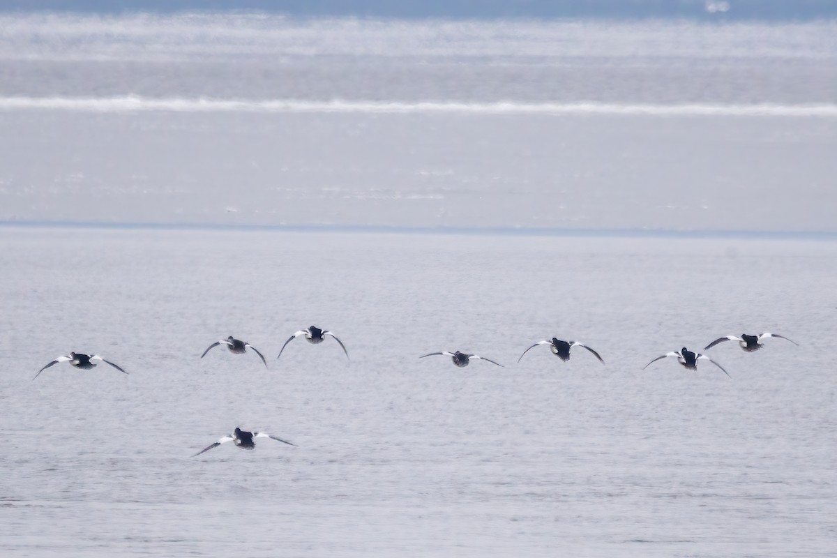 Common Goldeneye - ML646519791
