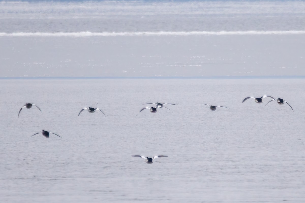 Common Goldeneye - ML646519792