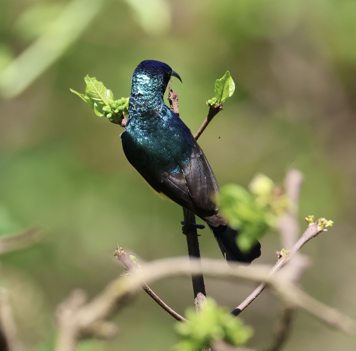 Разноцветная нектарница - ML646519793