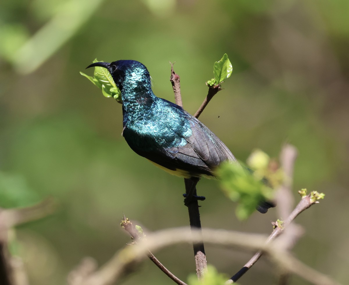 Разноцветная нектарница - ML646519794