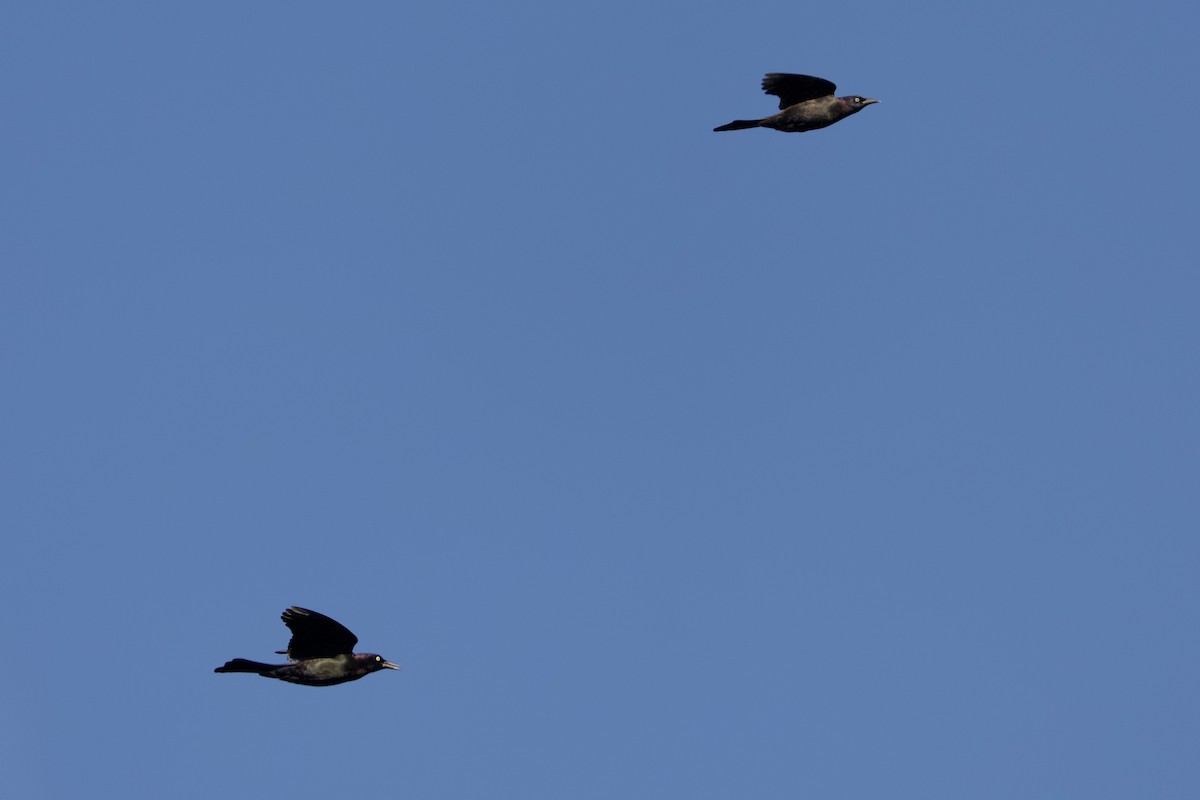 Zanate Común - ML646519795