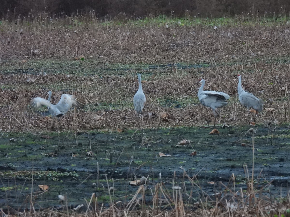 沙丘鶴 - ML646519796